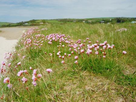 Sea thrift